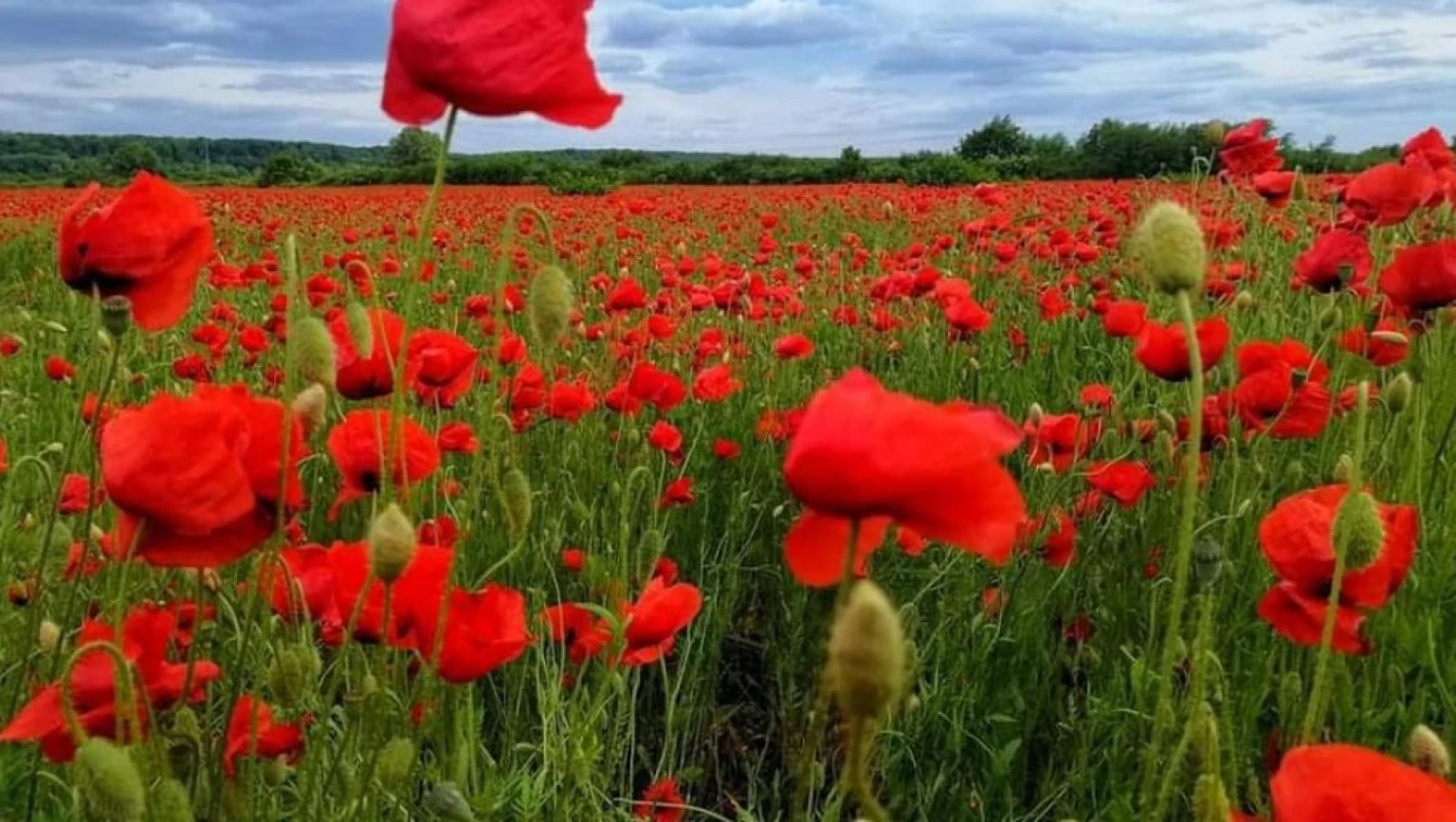 Замість макових фотосесій - квасоля: на Львівщині ліквідували відому туристичну локацію